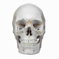 ZX-1232PN Skull with Well Marked Sutures