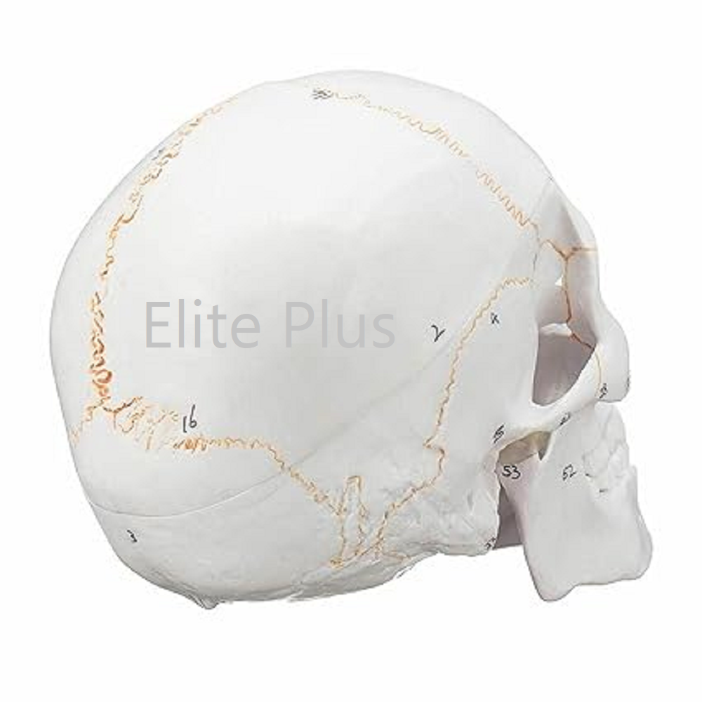 ZX-1232PN Skull with Well Marked Sutures