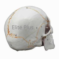 ZX-1232PN Skull with Well Marked Sutures