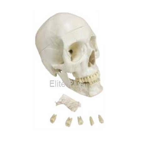 ZX-1200 Skull with Removable Lower teeth