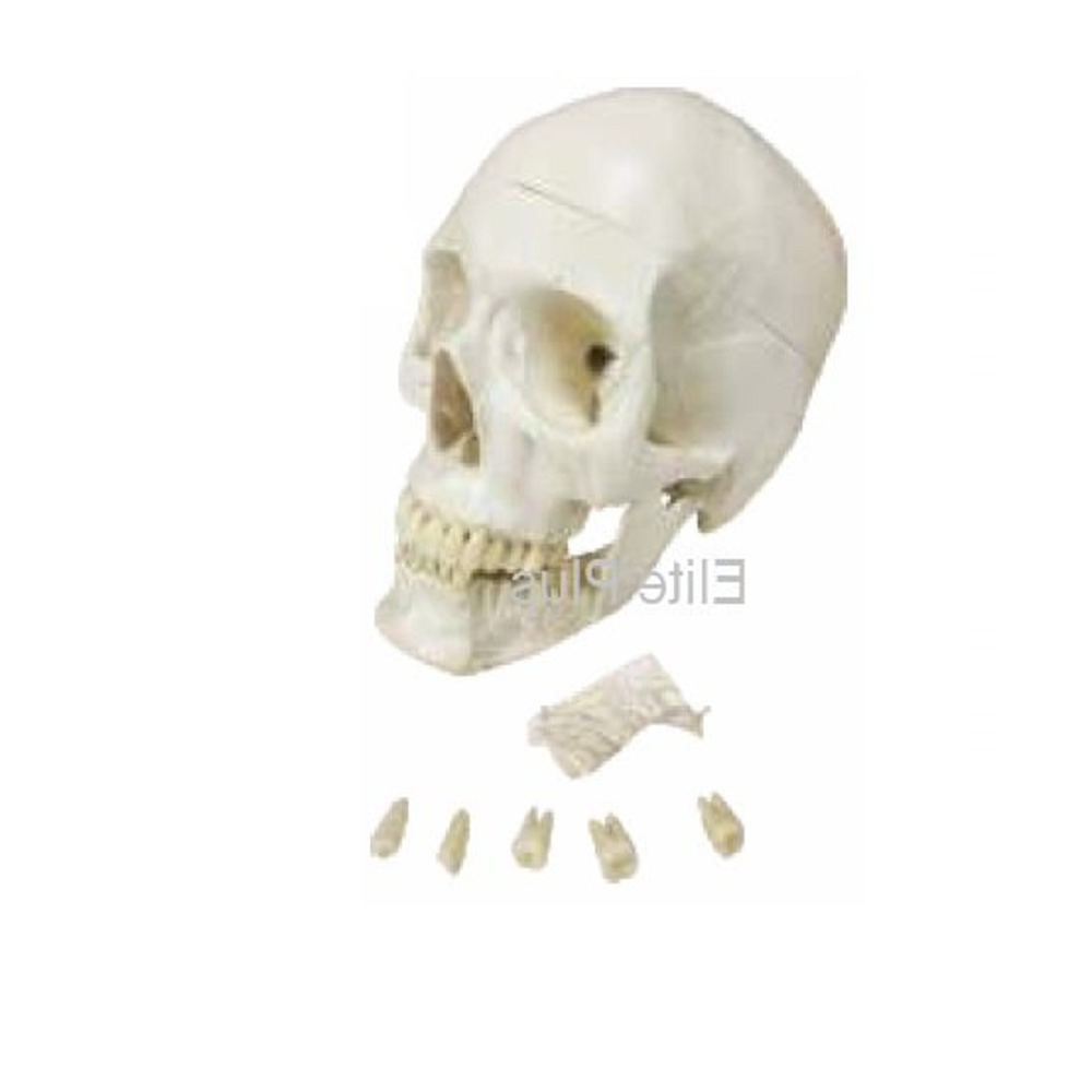 ZX-1200 Skull with Removable Lower teeth