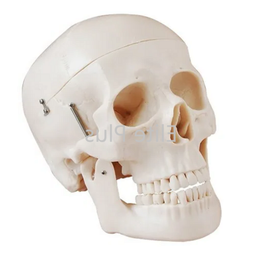 ZX-1202 Human Skull Model Dx.