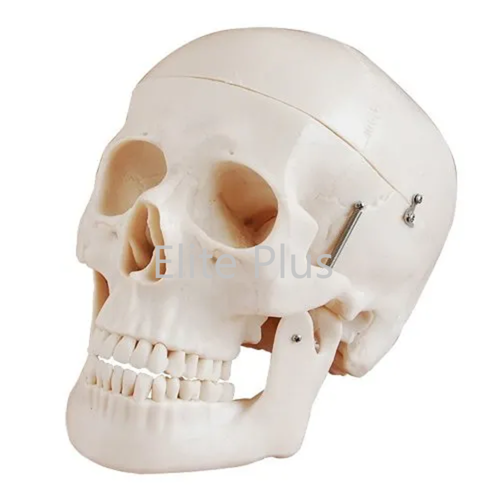 ZX-1202 Human Skull Model Dx.