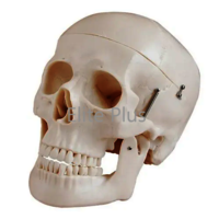 ZX-1202 Human Skull Model Dx.