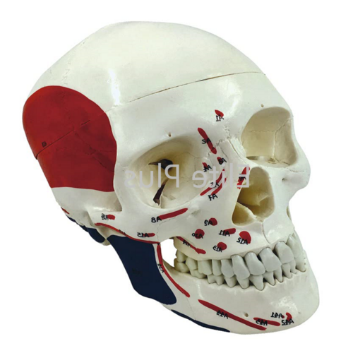 ZX-1202PN Skull Model Life size Painted-Numbered PVC