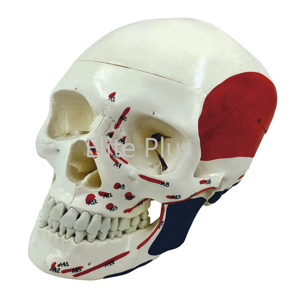 ZX-1202PN Skull Model Life size Painted-Numbered PVC