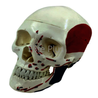 ZX-1202PN Skull Model Life size Painted-Numbered PVC