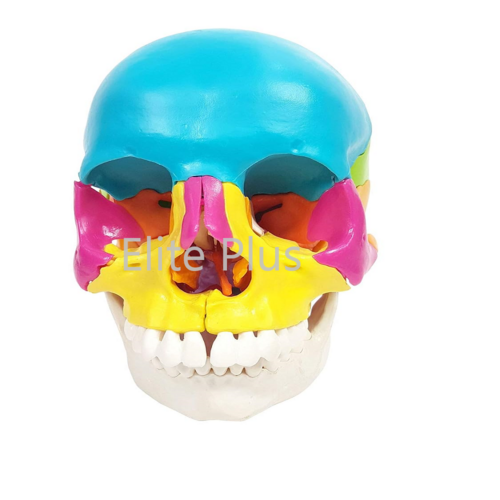 ZX-1208P Didactic Human Skull 22 Parts