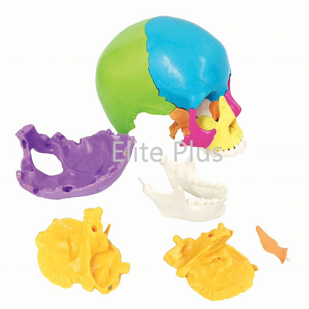 ZX-1208P Didactic Human Skull 22 Parts