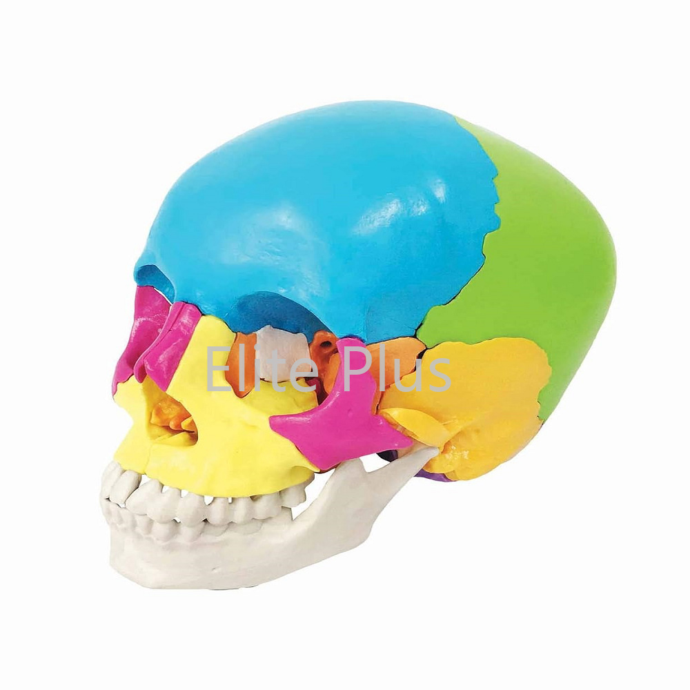 ZX-1208P Didactic Human Skull 22 Parts