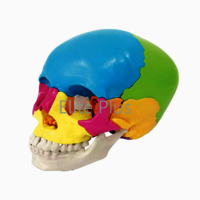 ZX-1208P Didactic Human Skull 22 Parts