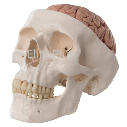 ZX-1213PN Human Skull Model with Brain Numbered