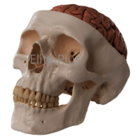 Zx-1213pn Human Skull Model With Brain Numbered - Color: Ivory