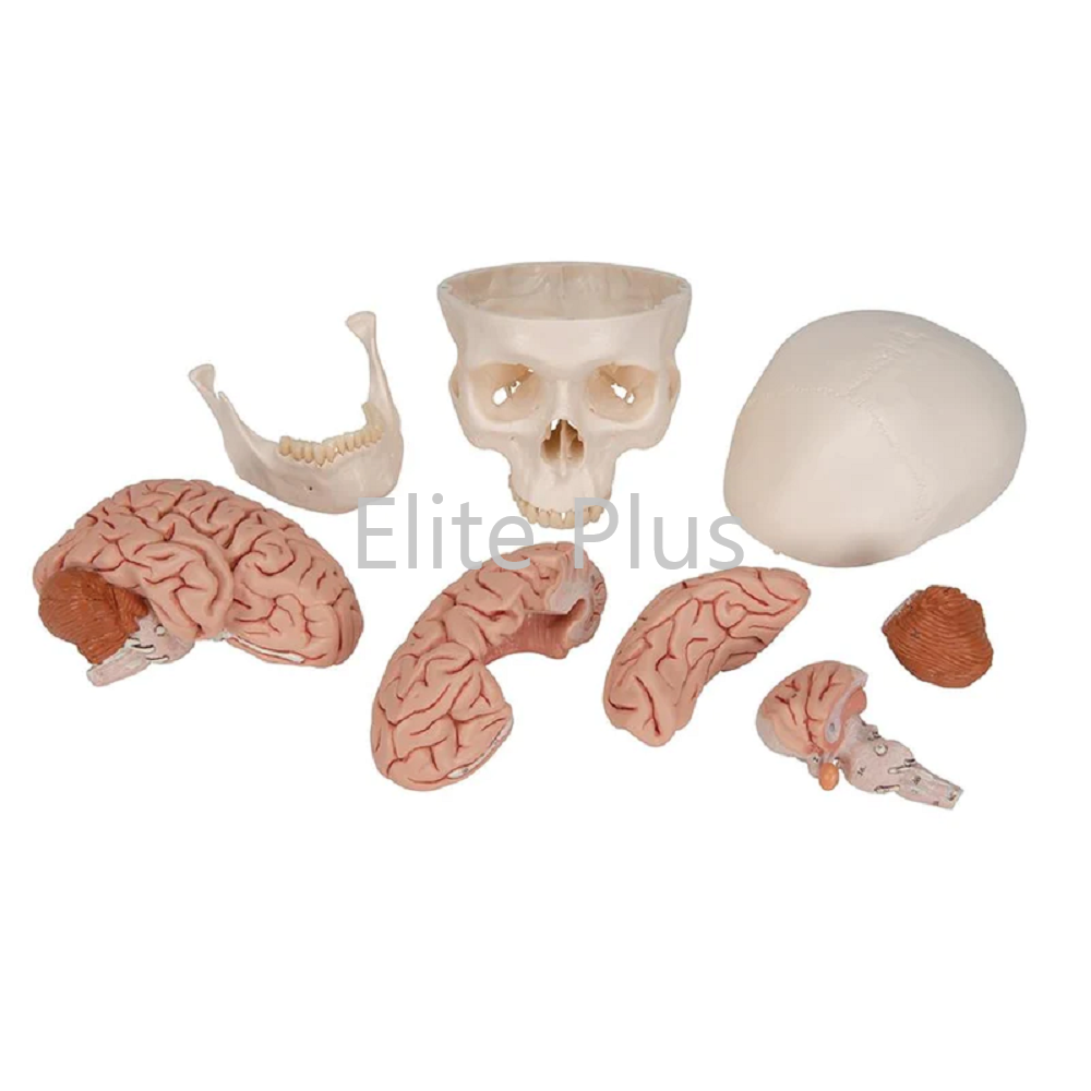 ZX-1213PN Human Skull Model with Brain Numbered