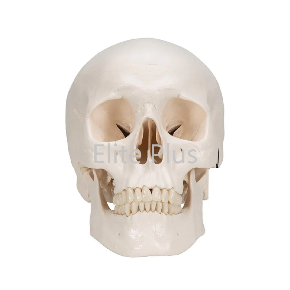 ZX-1213PN Human Skull Model with Brain Numbered