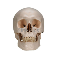 ZX-1213PN Human Skull Model with Brain Numbered