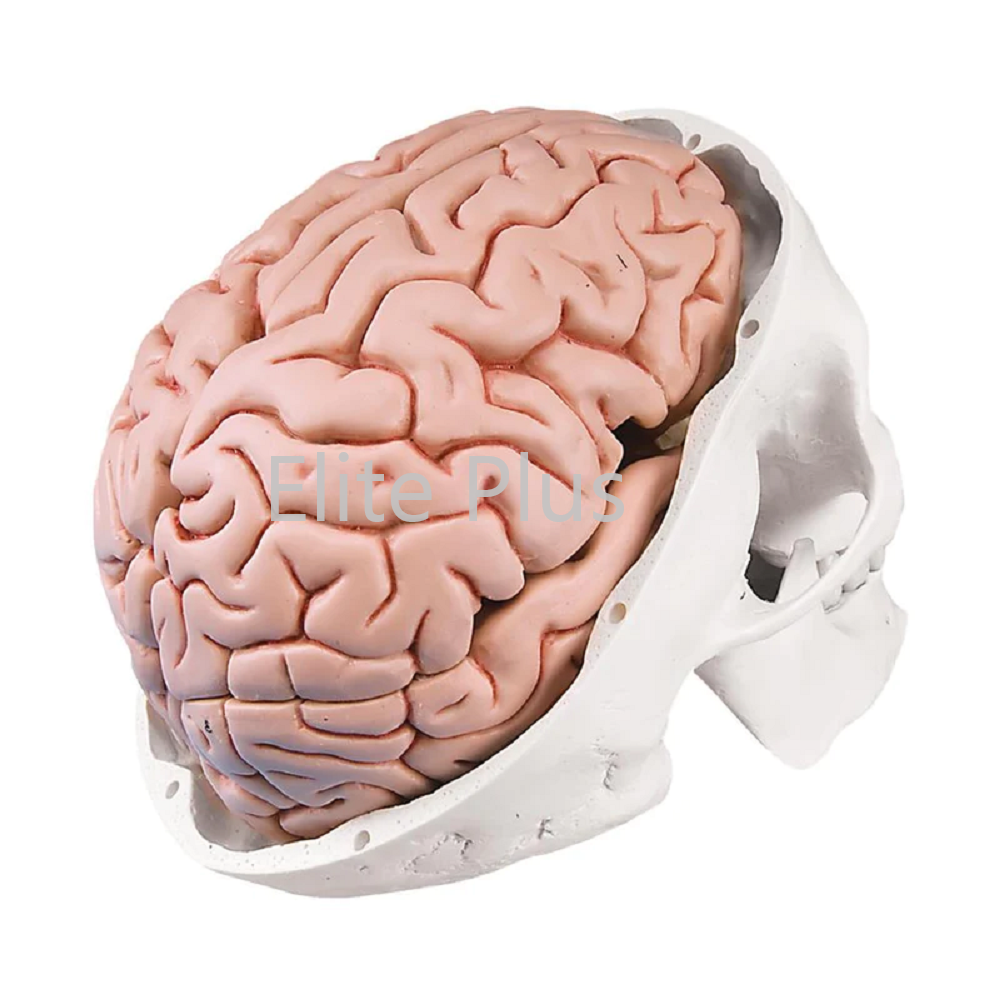 ZX-1213PN Human Skull Model with Brain Numbered