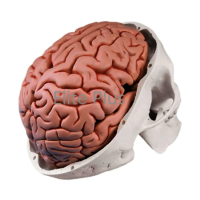 ZX-1213PN Human Skull Model with Brain Numbered