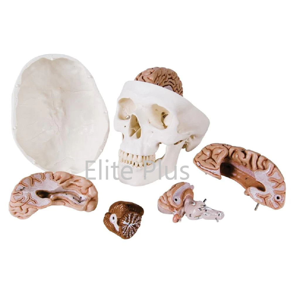 ZX-1213PN Human Skull Model with Brain Numbered