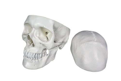 ZX-1204 Miniature Skull Model PVC