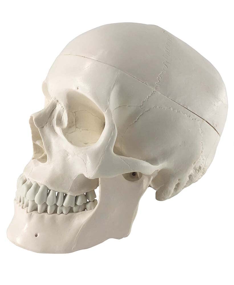 ZX-1204 Miniature Skull Model PVC