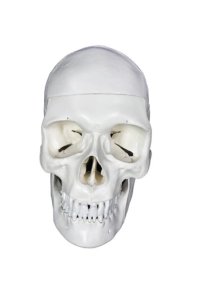 ZX-1204 Miniature Skull Model PVC