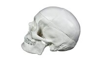 ZX-1204 Miniature Skull Model PVC