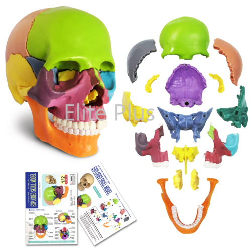 ZX-1209P Didactic Miniature Skull 15 Parts