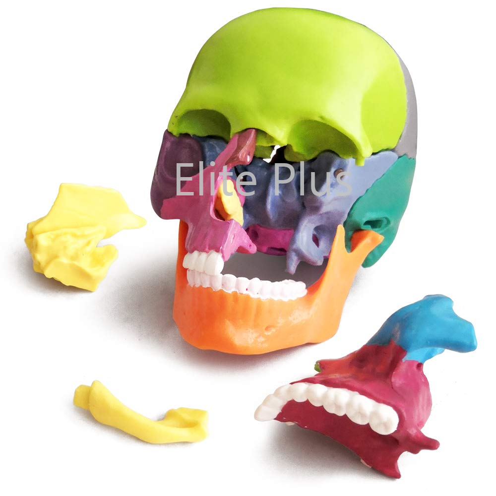 ZX-1209P Didactic Miniature Skull 15 Parts