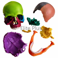 ZX-1209P Didactic Miniature Skull 15 Parts