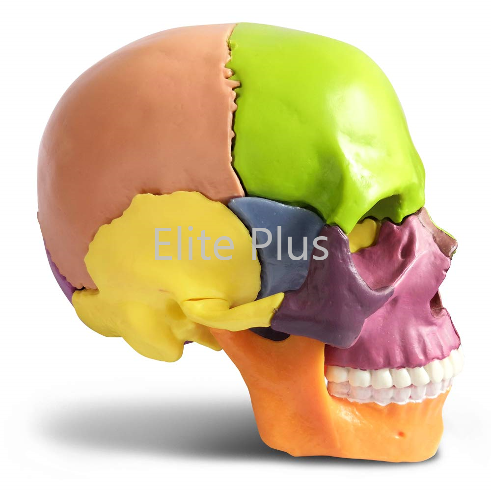 ZX-1209P Didactic Miniature Skull 15 Parts