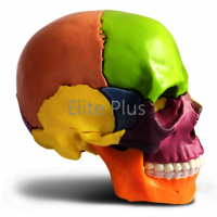 ZX-1209P Didactic Miniature Skull 15 Parts