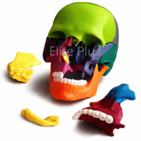 ZX-1209P Didactic Miniature Skull 15 Parts