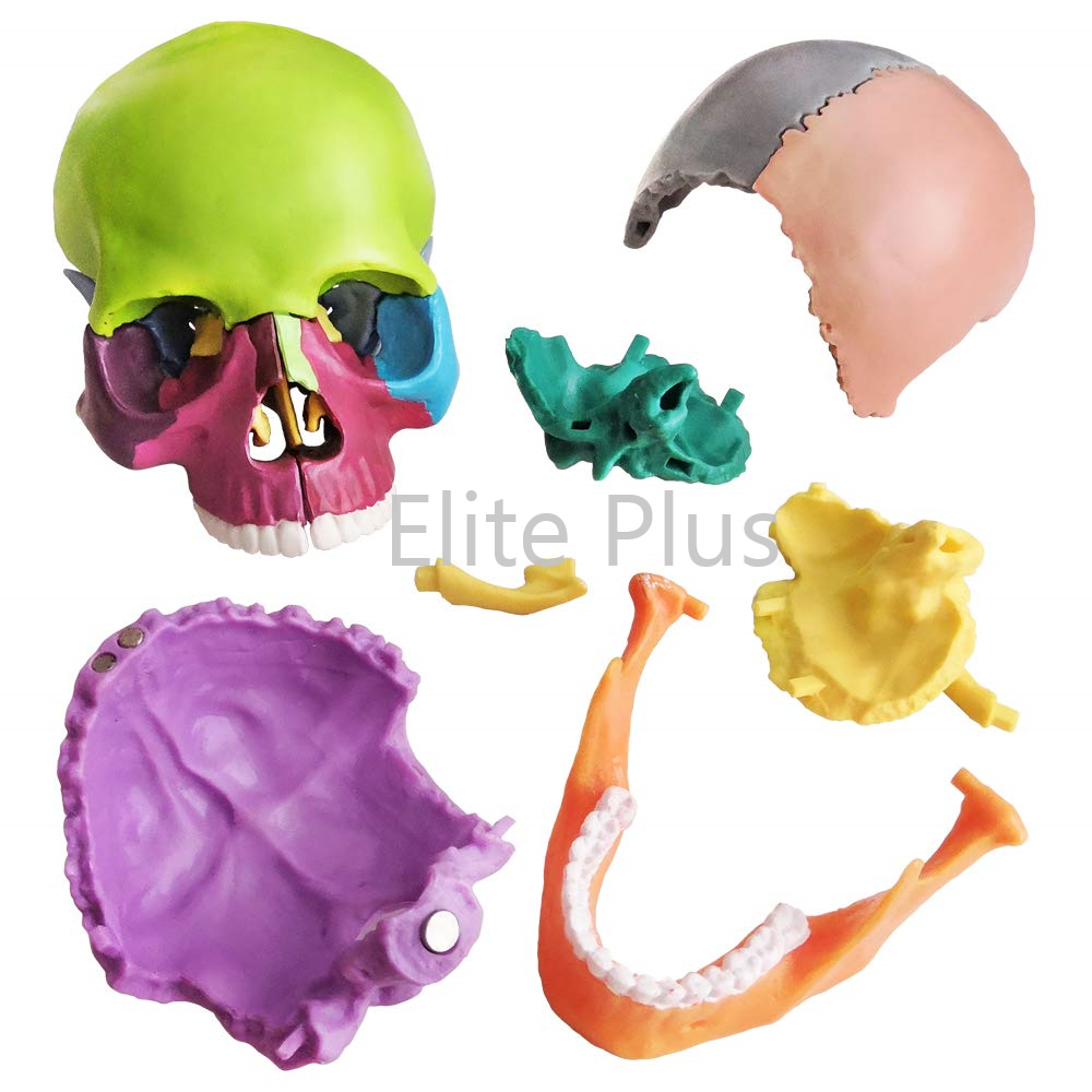 ZX-1209P Didactic Miniature Skull 15 Parts