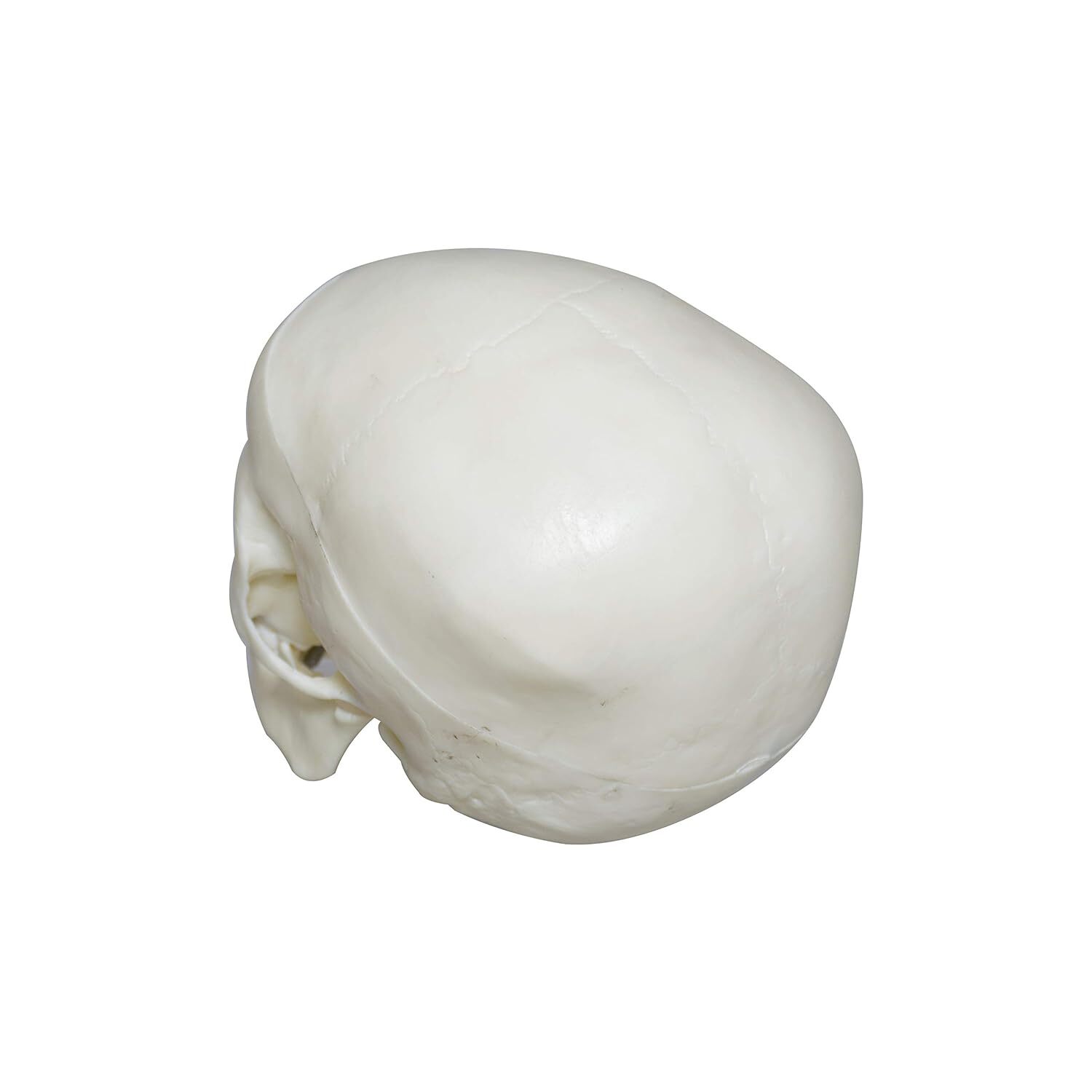 ZX-1207 Skull 5 yr old Child PVC