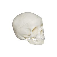 ZX-1207 Skull 5 yr old Child PVC