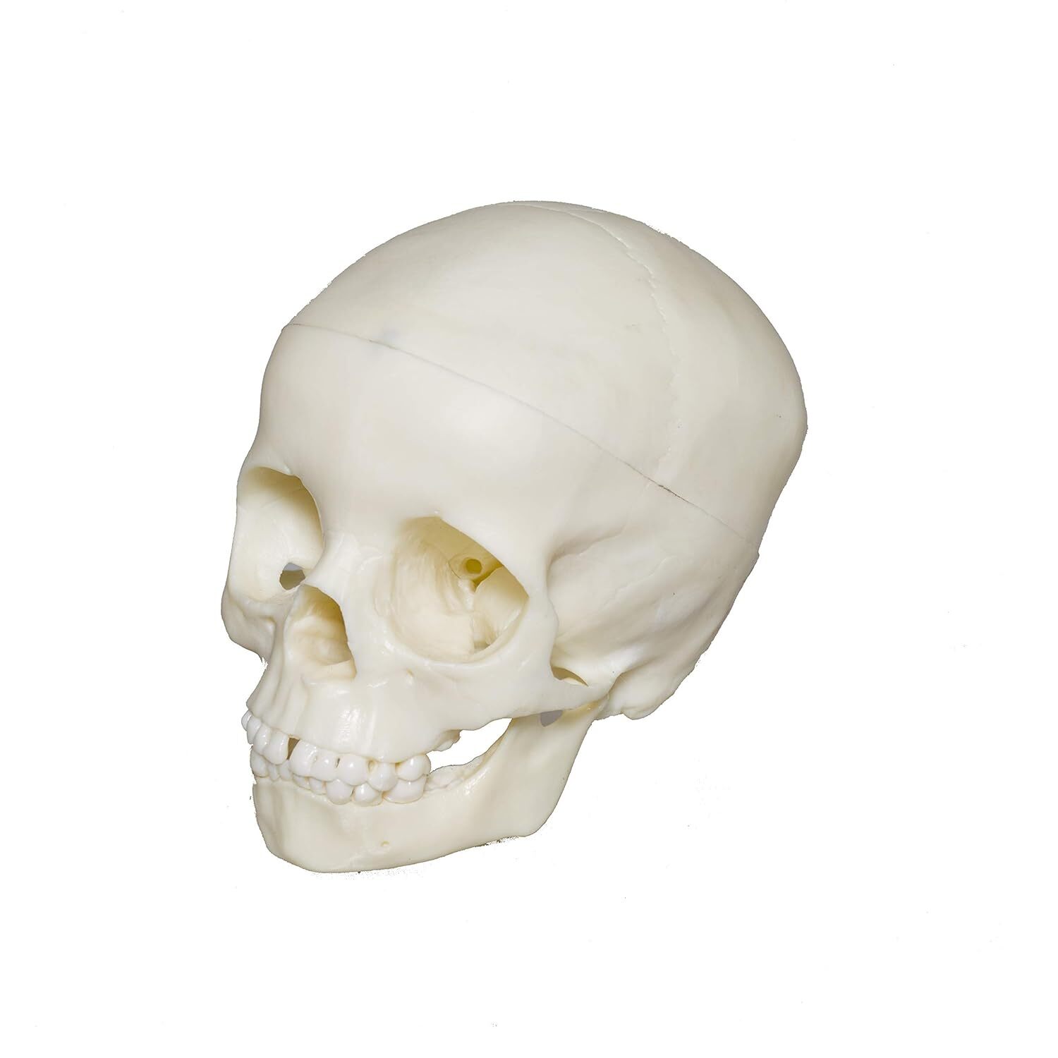 ZX-1207 Skull 5 yr old Child PVC