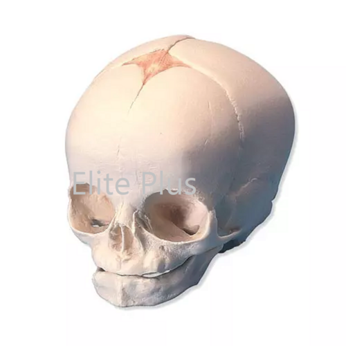 ZX-1201 Human Fetal Skull