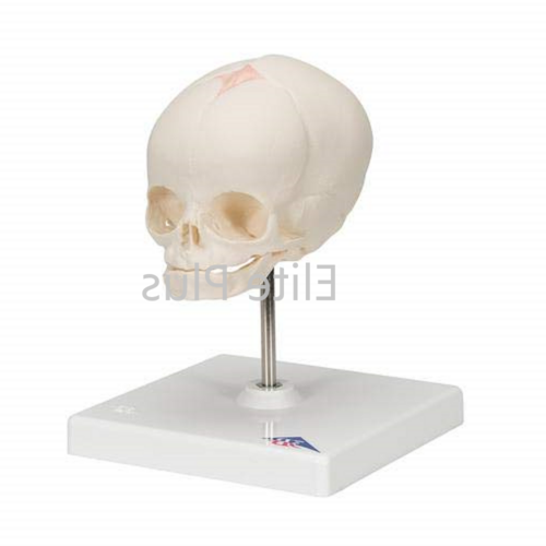 ZX-1206A Full Term Fetus Skull Model with Stand