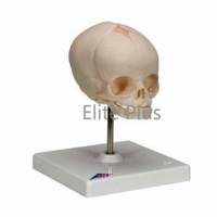 ZX-1206A Full Term Fetus Skull Model with Stand