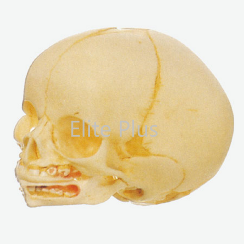 GD/A11115 Infant Skull