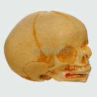 GD/A11115 Infant Skull