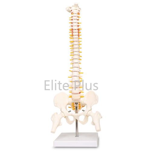 ZX-S126 Vertebral Column Flexible Model Life Size