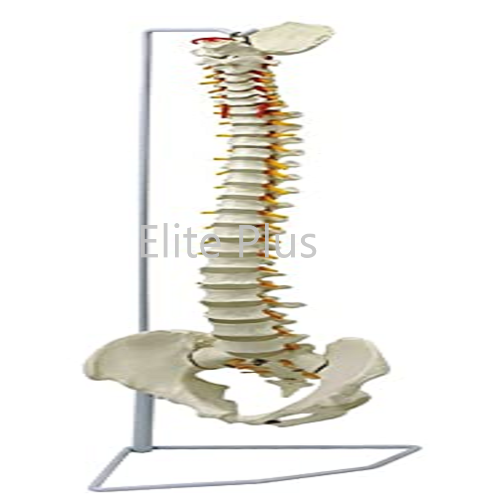 ZX-S126 Vertebral Column Flexible Model Life Size