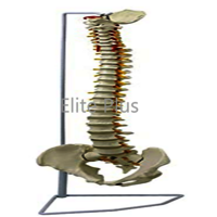 ZX-S126 Vertebral Column Flexible Model Life Size