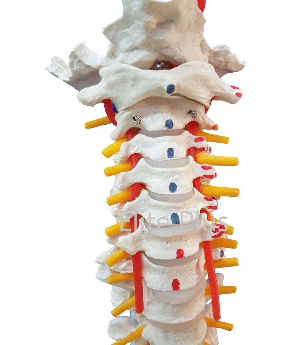 ZX-S126P Vertebral Column with Femur Head, Painted