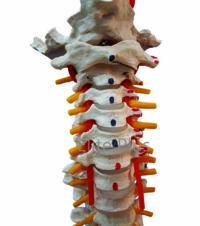 ZX-S126P Vertebral Column with Femur Head, Painted