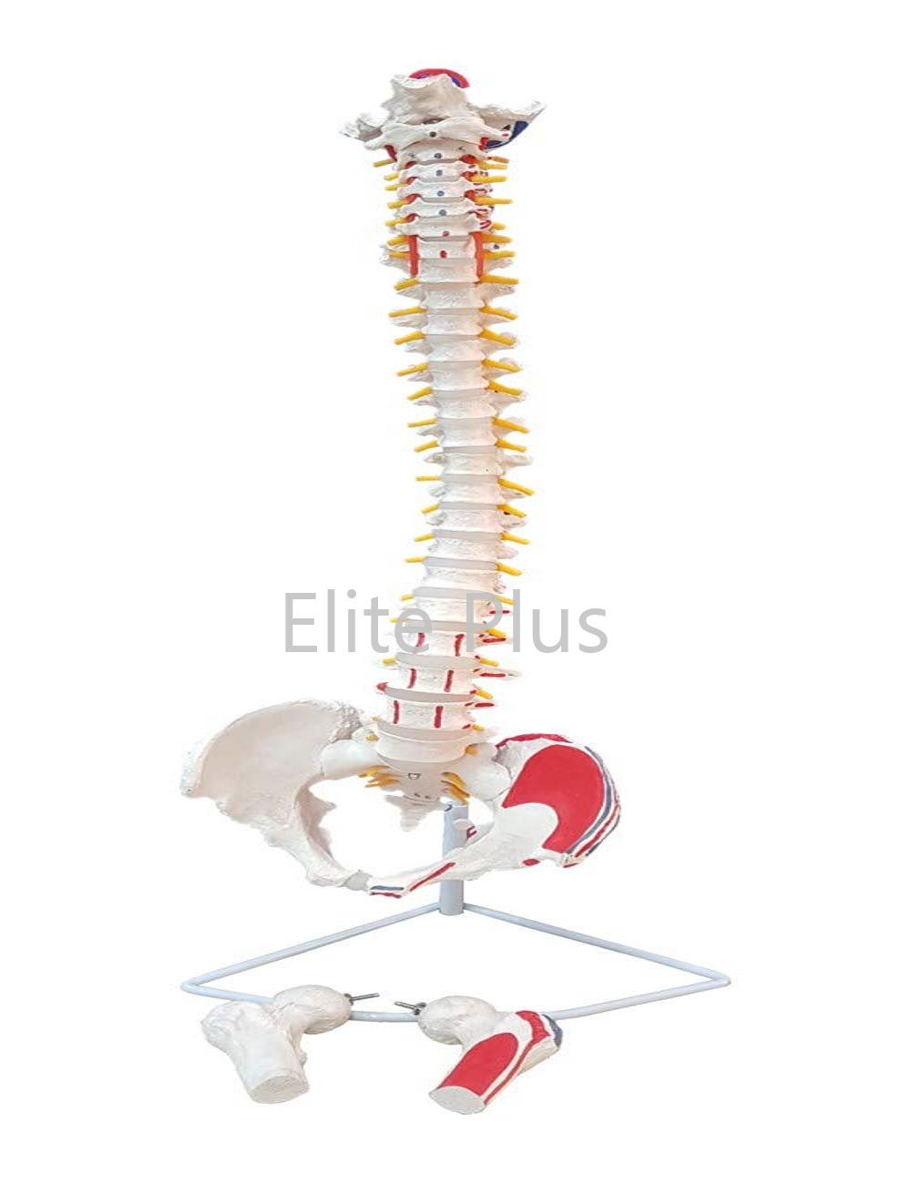 ZX-S126P Vertebral Column with Femur Head, Painted