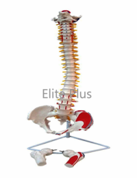 ZX-S126P Vertebral Column with Femur Head, Painted