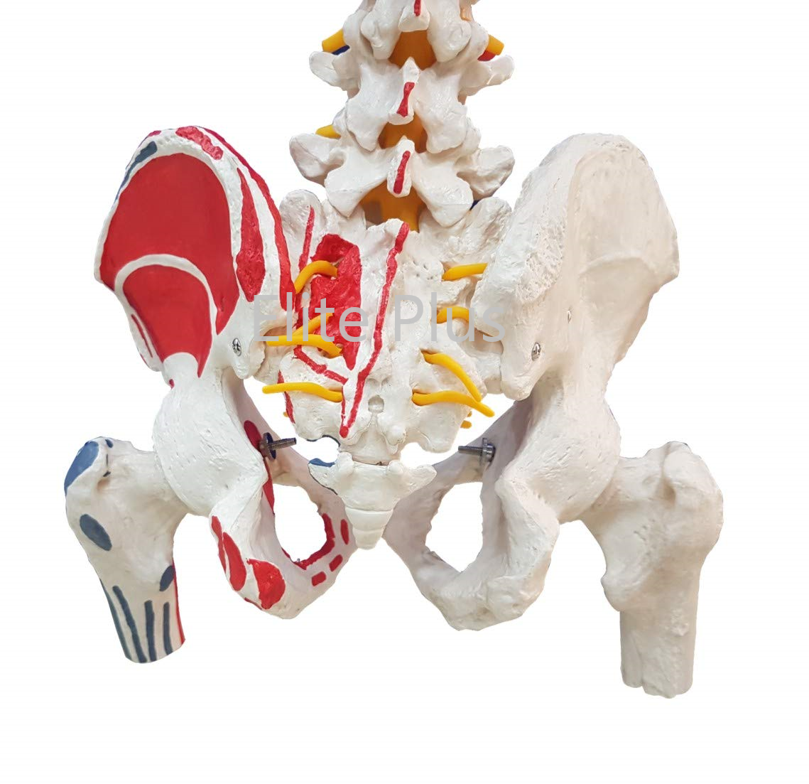 ZX-S126P Vertebral Column with Femur Head, Painted